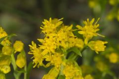 Riddell's Goldenrod, Solidago riddellii Riddell's Goldenrod, Solidago riddellii