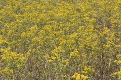 Riddell's Goldenrod, Solidago riddellii Riddell's Goldenrod, Solidago riddellii