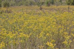Riddell's Goldenrod, Solidago riddellii Riddell's Goldenrod, Solidago riddellii