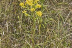 Riddell's Goldenrod, Solidago riddellii Riddell's Goldenrod, Solidago riddellii