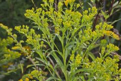 Riddell's Goldenrod, Solidago riddellii Riddell's Goldenrod, Solidago riddellii