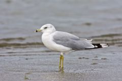 Ring-billed Gull, Larus delawarensis