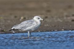 Ring-billed Gull, Larus delawarensis