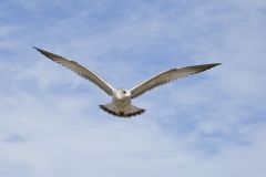 Ring-billed Gull, Larus delawarensis