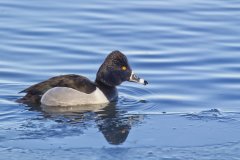 Ring-necked Duck, Aythya collaris