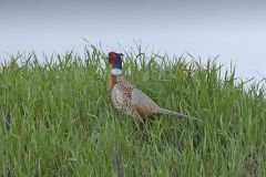 Ringed-necked Pheasant, Phasianus colchicus