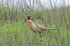 Ringed-necked Pheasant, Phasianus colchicus