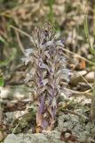 River Broomrape, Orobanche riparia