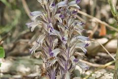 River Broomrape