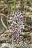 River Broomrape, Orobanche riparia