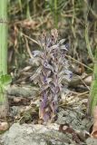 River Broomrape, Orobanche riparia