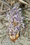 River Broomrape, Orobanche riparia
