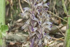 River Broomrape, Orobanche riparia