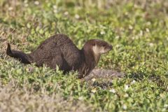 River Otter, Lontra canadensis