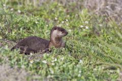 River Otter, Lontra canadensis