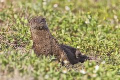 River Otter, Lontra canadensis