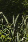 Riverbank Wildrye, Elymus riparius