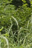 Riverbank Wildrye, Elymus riparius