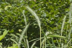 Riverbank Wildrye