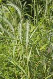 Riverbank Wildrye, Elymus riparius
