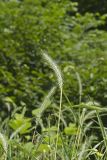 Riverbank Wildrye, Elymus riparius