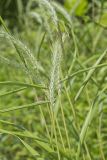 Riverbank Wildrye, Elymus riparius