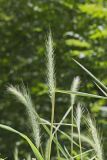 Riverbank Wildrye, Elymus riparius