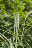 Riverbank Wildrye, Elymus riparius