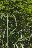 Riverbank Wildrye, Elymus riparius