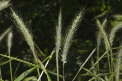Riverbank Wildrye, Elymus riparius