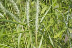 Riverbank Wildrye, Elymus riparius