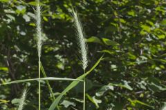 Riverbank Wildrye, Elymus riparius