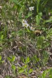 Robin's Plantain, Erigeron pulchellus