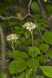 Robin's Plantain, Erigeron pulchellus
