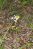 Robin's Plantain, Erigeron pulchellus