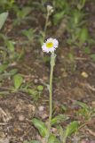 Robin's Plantain, Erigeron pulchellus