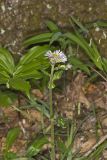 Robin's Plantain, Erigeron pulchellus