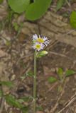 Robin's Plantain, Erigeron pulchellus