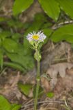 Robin's Plantain, Erigeron pulchellus
