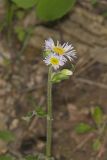 Robin's Plantain, Erigeron pulchellus
