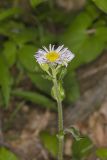 Robin's Plantain, Erigeron pulchellus