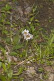 Robin's Plantain, Erigeron pulchellus