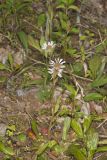 Robin's Plantain, Erigeron pulchellus