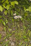 Robin's Plantain, Erigeron pulchellus
