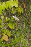 Robin's Plantain, Erigeron pulchellus
