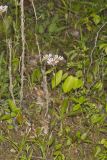 Robin's Plantain, Erigeron pulchellus