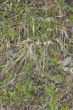 Robin's Plantain, Erigeron pulchellus
