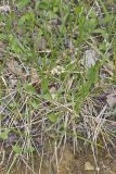 Robin's Plantain, Erigeron pulchellus