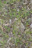 Robin's Plantain, Erigeron pulchellus