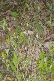 Robin's Plantain, Erigeron pulchellus